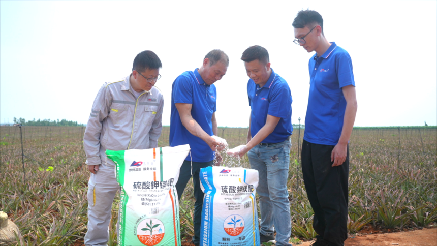 菠萝好“丰”景，增收“有甜头”，罗布泊产品赋能金色果海，激活产业新动能插图2