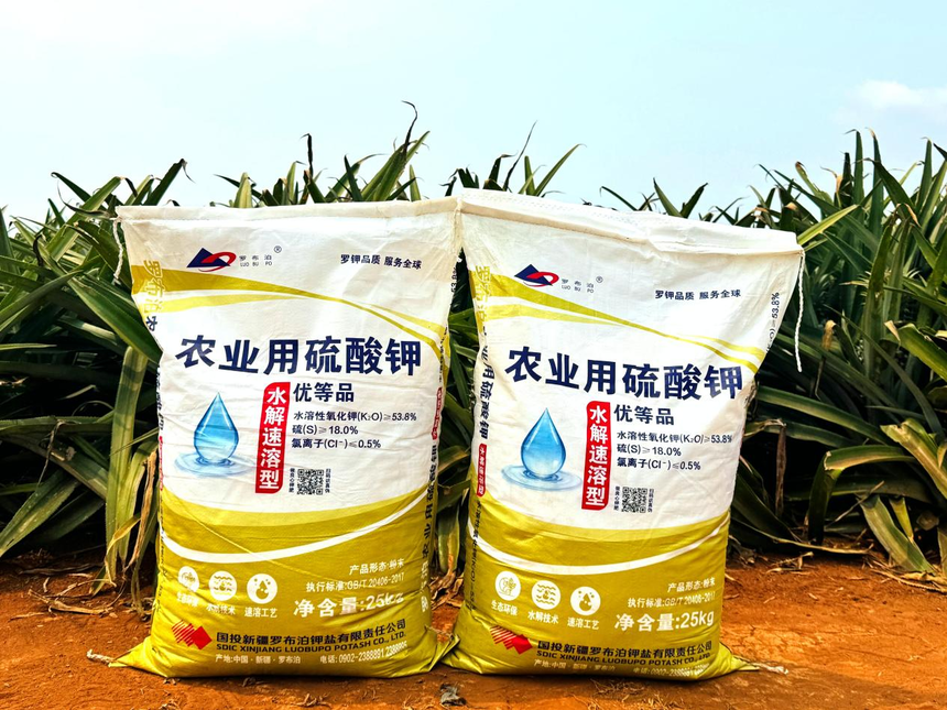 菠萝好“丰”景，增收“有甜头”，罗布泊产品赋能金色果海，激活产业新动能插图3