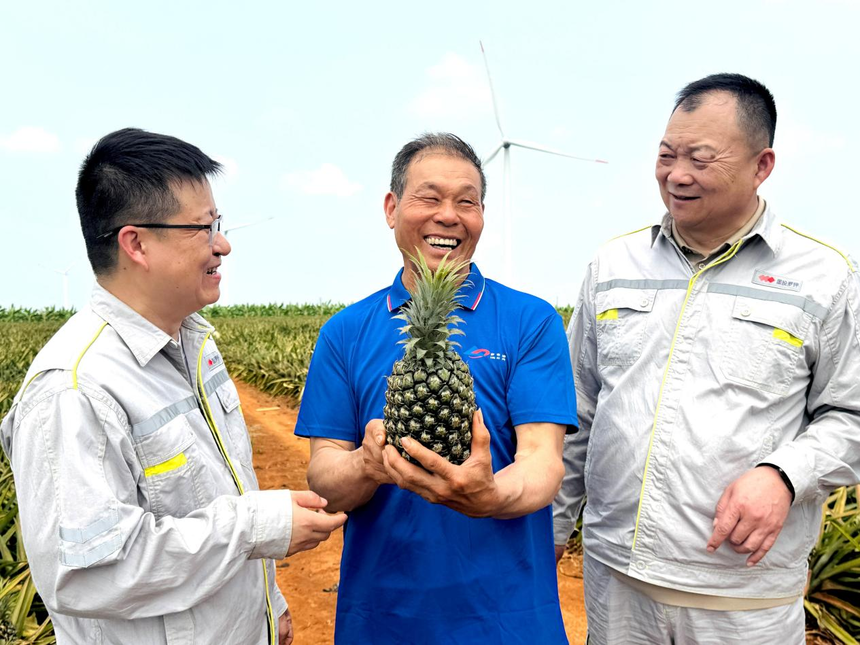 菠萝好“丰”景，增收“有甜头”，罗布泊产品赋能金色果海，激活产业新动能插图4
