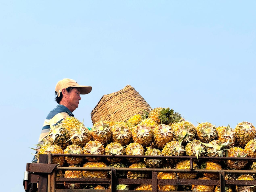 菠萝好“丰”景，增收“有甜头”，罗布泊产品赋能金色果海，激活产业新动能插图5