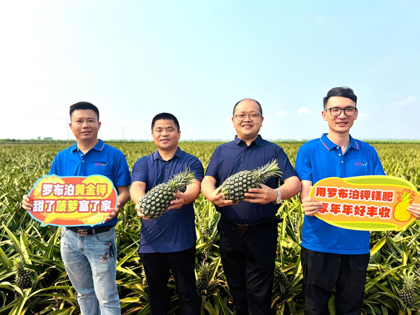 菠萝好“丰”景，增收“有甜头”，罗布泊产品赋能金色果海，激活产业新动能插图8