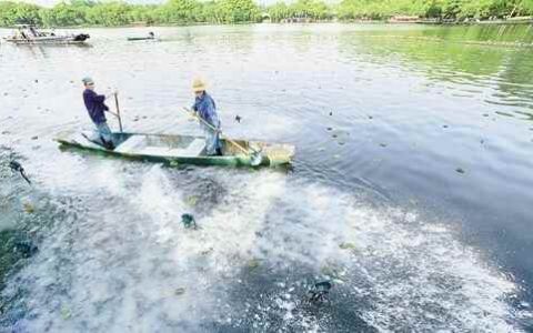 杭州西湖将连续一周撒7吨漂白粉，会尽量减少对鱼类的影响