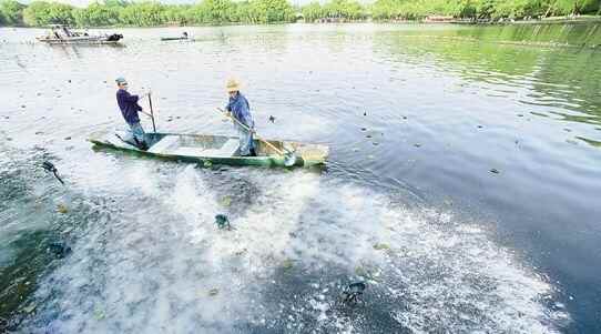 杭州西湖将连续一周撒7吨漂白粉，会尽量减少对鱼类的影响插图