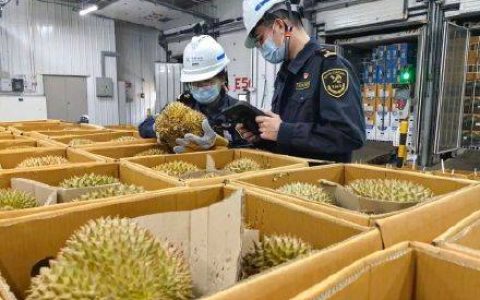 超6300吨进口鲜榴莲到岸广州南沙