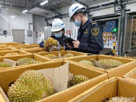 超6300吨进口鲜榴莲到岸广州南沙插图