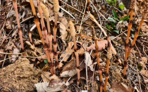 官方回应：8岁男孩爬山识草疑发现金矿 有可能