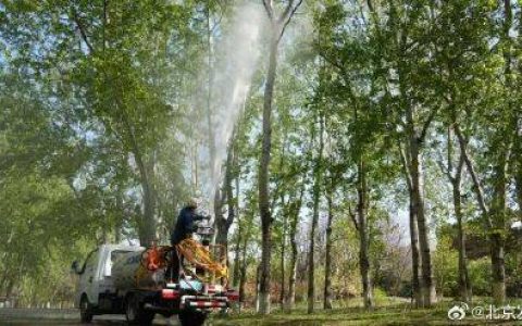 毛白杨飞絮高发期即将到来，北京打出科技防控“组合拳”