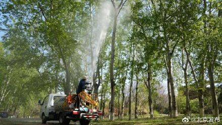 毛白杨飞絮高发期即将到来，北京打出科技防控“组合拳”插图