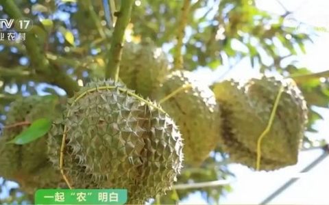 榴莲季来了！如何挑到“报恩榴莲”？这三个技巧很实用