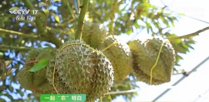 榴莲季来了！如何挑到“报恩榴莲”？这三个技巧很实用插图