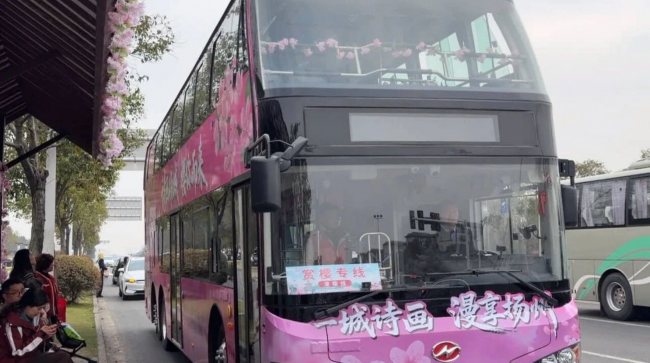 串联赏樱观光新模式！苏州金龙双层巴士开进扬州浪漫樱花季插图1