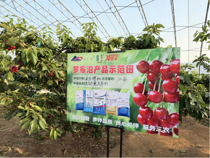采得玲珑果，樱桃枝头红，“罗布泊”产品驱动樱桃增收“甜蜜引擎”插图1