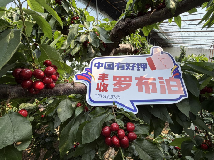 采得玲珑果，樱桃枝头红，“罗布泊”产品驱动樱桃增收“甜蜜引擎”插图3