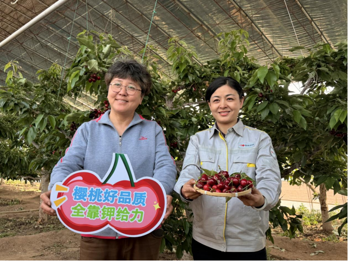 采得玲珑果，樱桃枝头红，“罗布泊”产品驱动樱桃增收“甜蜜引擎”插图5
