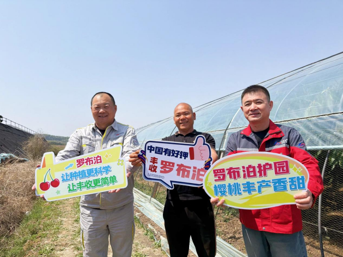 采得玲珑果，樱桃枝头红，“罗布泊”产品驱动樱桃增收“甜蜜引擎”插图6