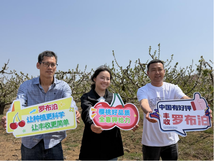 采得玲珑果，樱桃枝头红，“罗布泊”产品驱动樱桃增收“甜蜜引擎”插图9