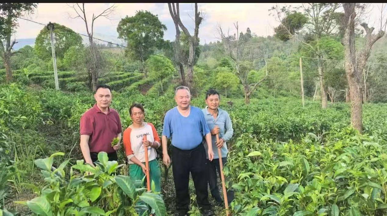 茶心映青山 文脉润勐海——记茶文化研究与传播者罗大友先生云南古茶山之行插图2