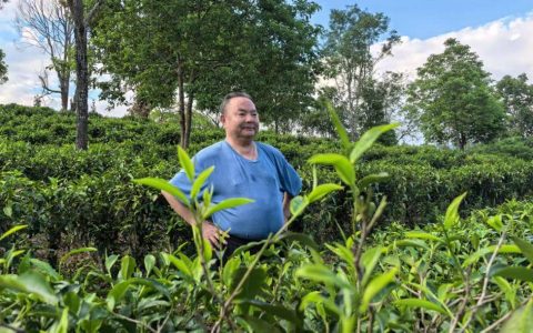 茶心映青山 文脉润勐海——记茶文化研究与传播者罗大友先生云南古茶山之行