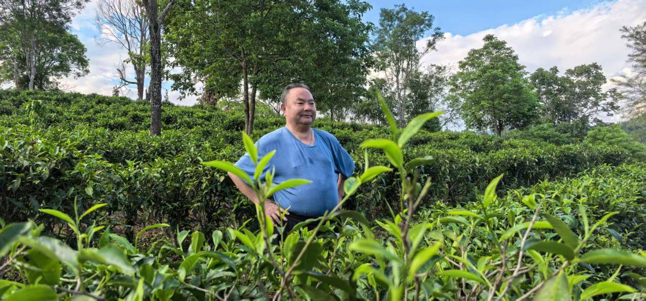 茶心映青山 文脉润勐海——记茶文化研究与传播者罗大友先生云南古茶山之行插图