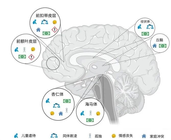 研究发现：多吃苦 对大脑有害！插图1