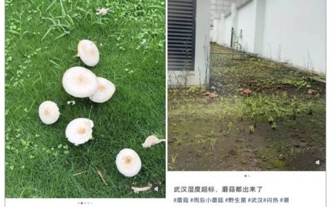 不要碰，更不要吃，武汉街头突然大量涌现