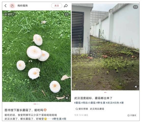 不要碰,更不要吃,武汉街头突然大量涌现插图 不要碰,更不要吃,武汉街头突然大量涌现插图