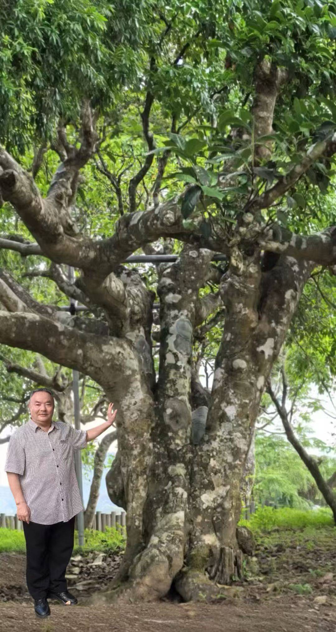 茶心映青山 文脉润勐海——记茶文化研究与传播者罗大友先生云南古茶山之行插图1