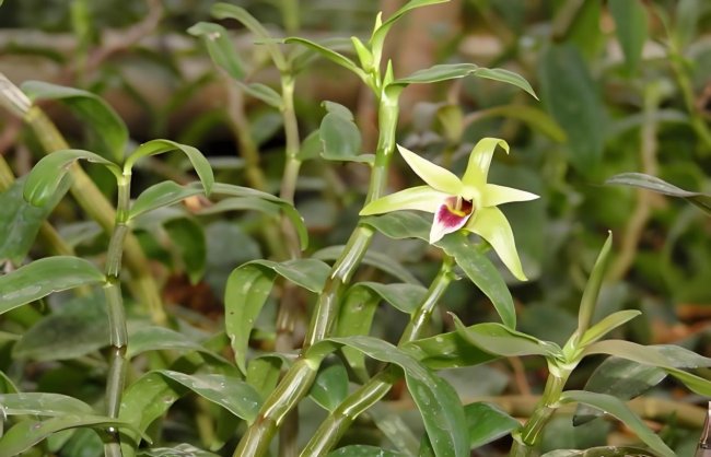千年仙草成护肤新宠 植物医生石斛解锁东方耐老科技插图1