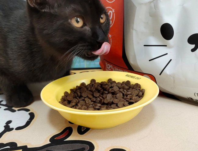 什么猫粮低敏又长肉？希喂、网易严选、百利猫粮详细对比插图4