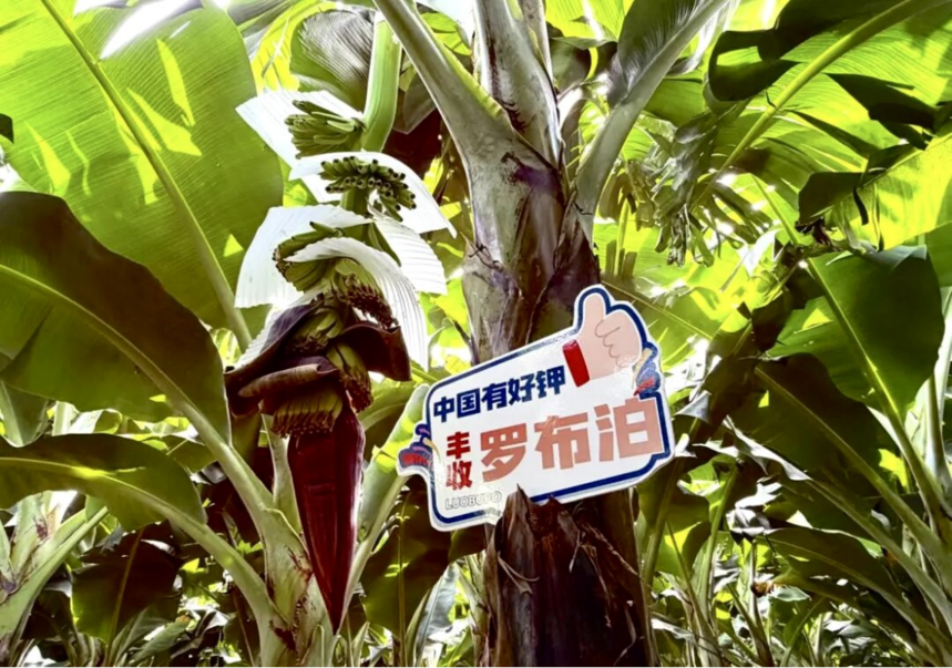 科技赋能 质效双收 | 罗布泊系列产品深耕一线助农增收插图2