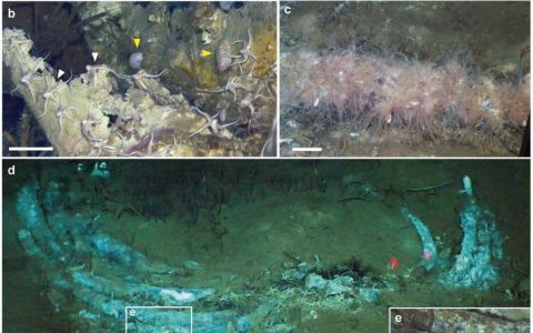 科学家发现距今530万年前的鲸类化石群