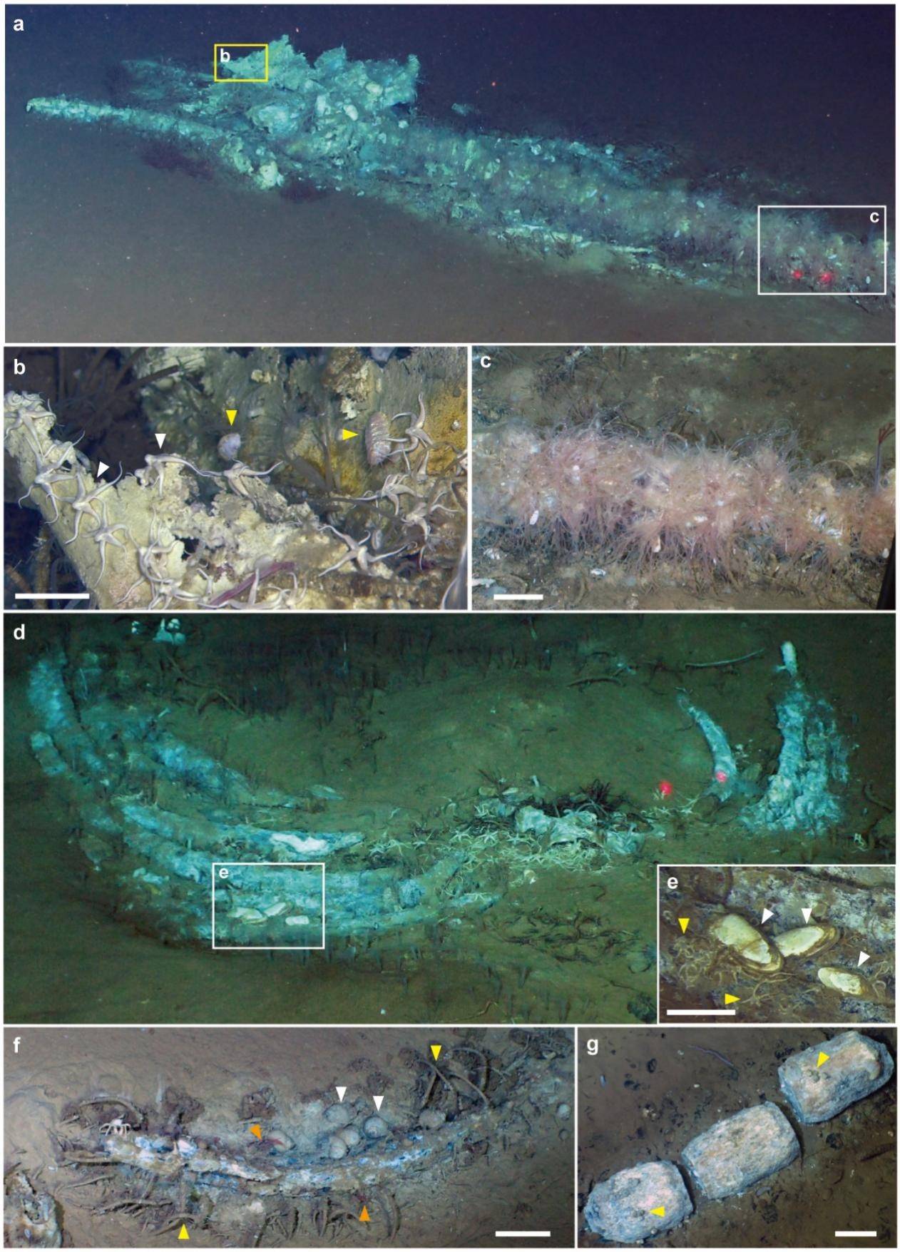 科学家发现距今530万年前的鲸类化石群插图
