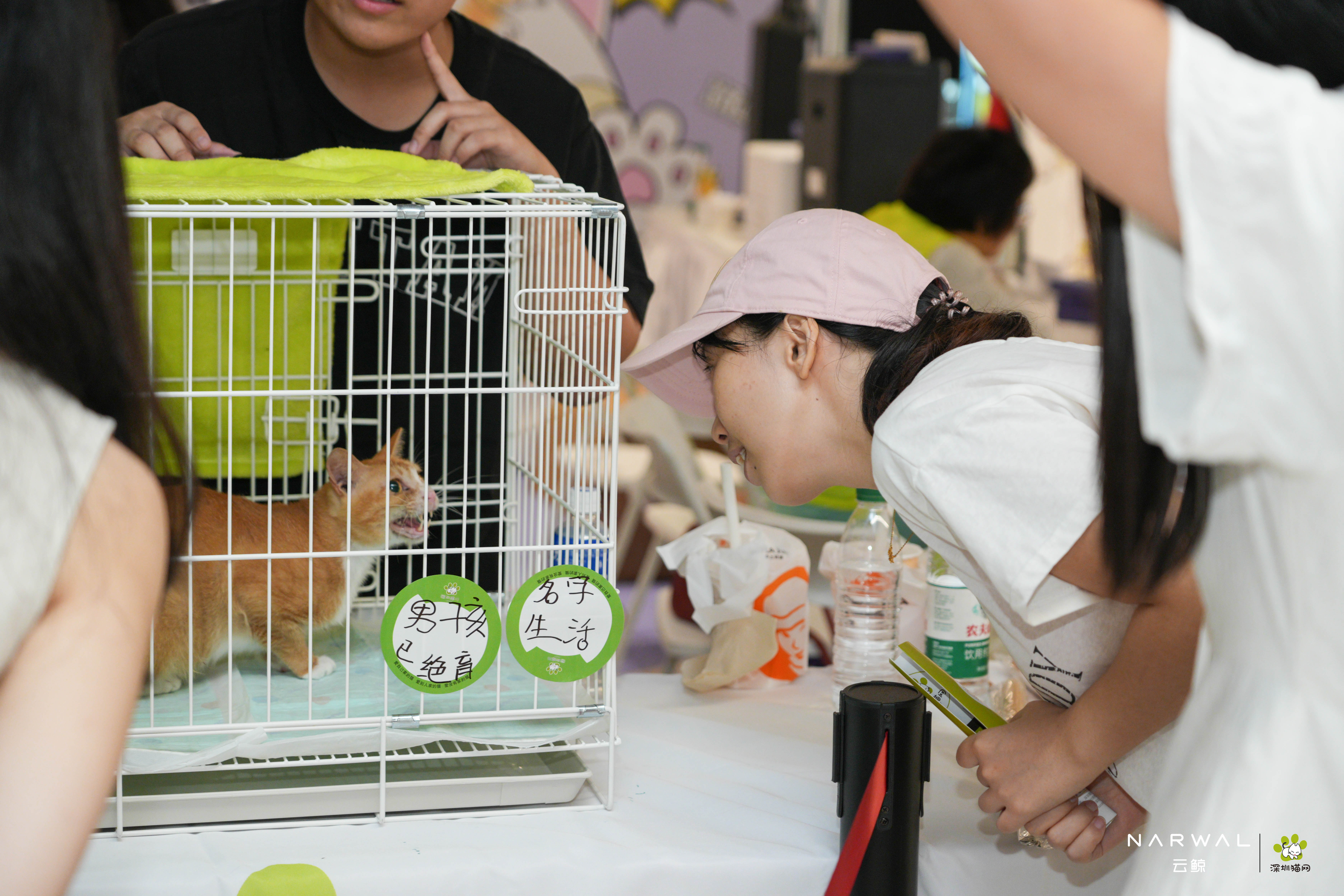 云鲸携手深圳猫网举办线下领养活动，以公益行动践行宠物友好理念插图