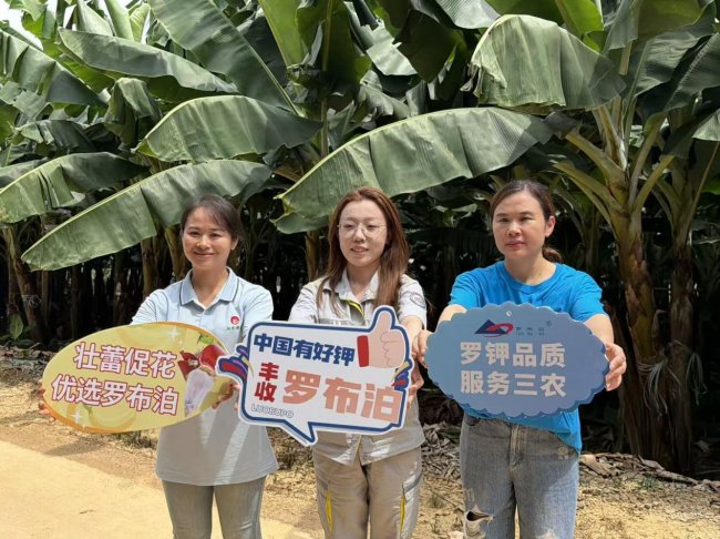 抽蕾见势，向丰而行，罗布泊优质钾肥打造广西香蕉特色农业金名片插图10
