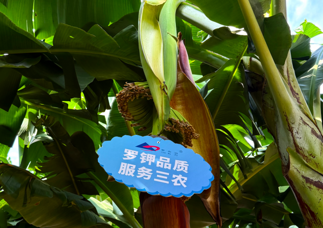 抽蕾见势，向丰而行，罗布泊优质钾肥打造广西香蕉特色农业金名片插图11