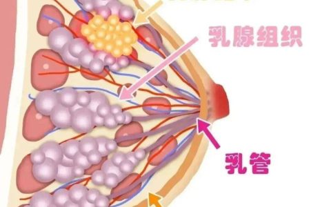 乳腺癌和胸部大小相关？“危险信号”看这里...