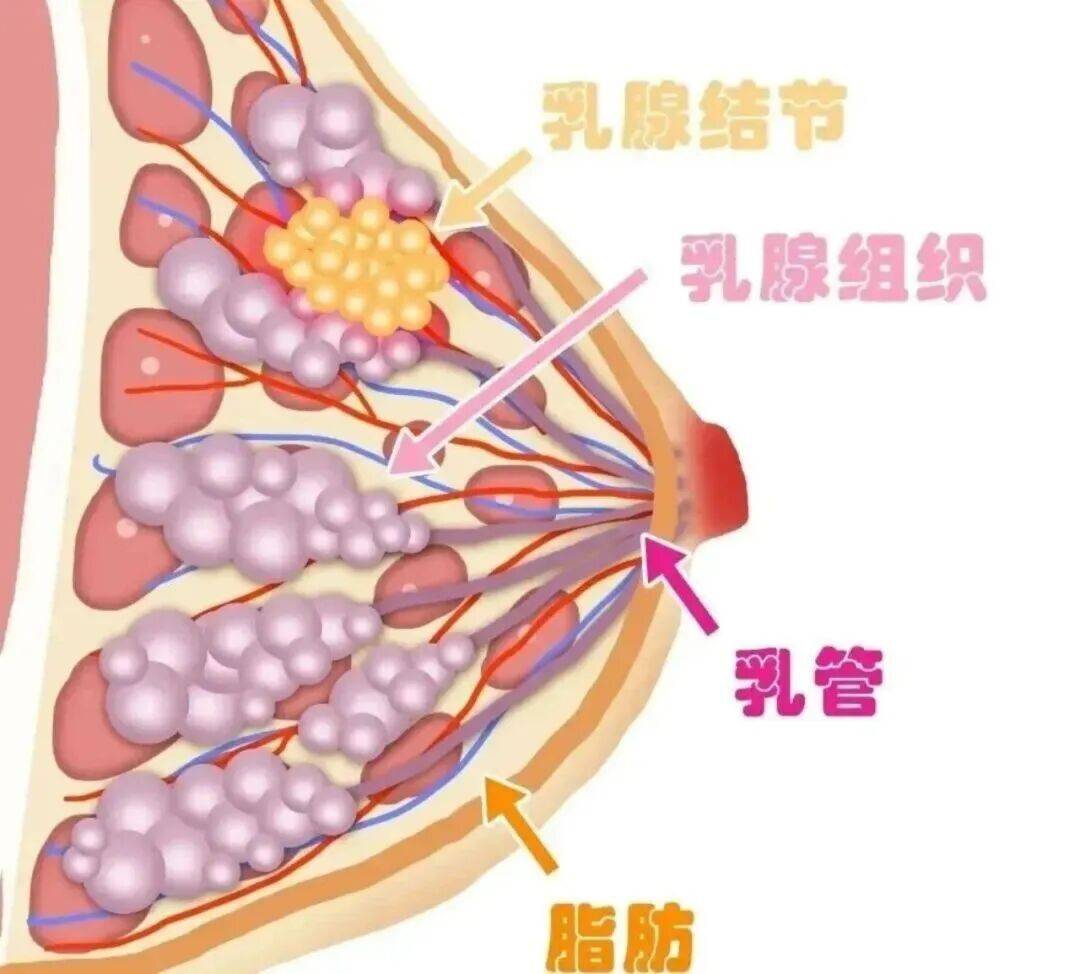 乳腺癌和胸部大小相关?“危险信号”看这里…插图 乳腺癌和胸部大小相关?“危险信号”看这里…插图