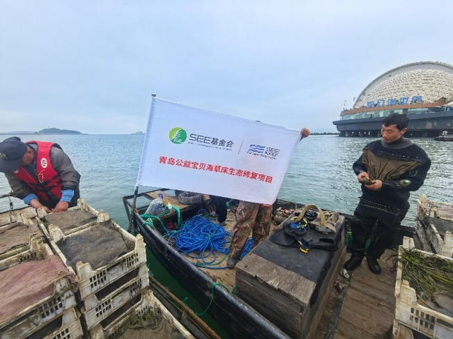 阿里巴巴“公益宝贝”项目落地青岛湾 完成水下种植海草20亩插图1