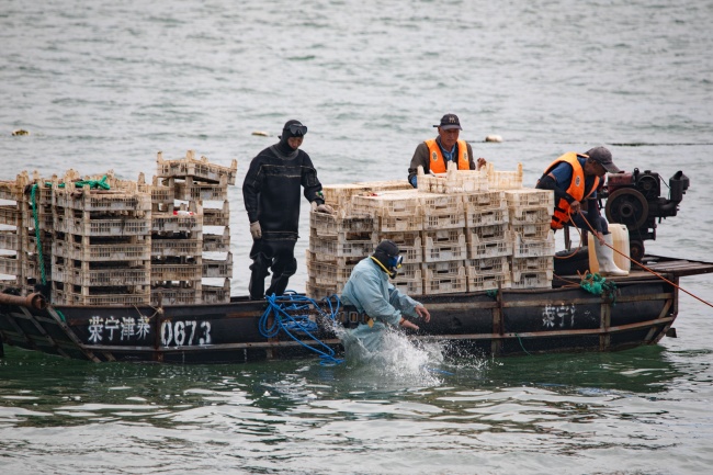 阿里巴巴“公益宝贝”项目落地青岛湾 完成水下种植海草20亩插图2