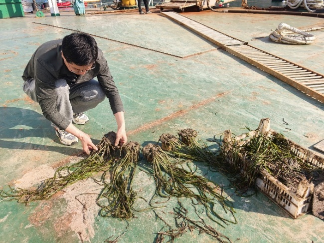阿里巴巴“公益宝贝”项目落地青岛湾 完成水下种植海草20亩插图3