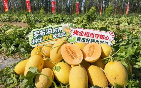 瓜香四溢 甜润八方！“罗布泊”优钾守护蜜瓜丰收，共赴甜蜜增收好时节
