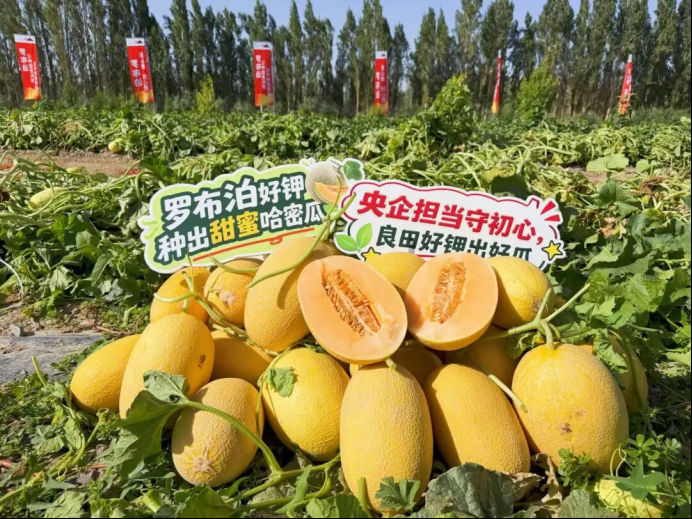 瓜香四溢 甜润八方！“罗布泊”优钾守护蜜瓜丰收，共赴甜蜜增收好时节插图