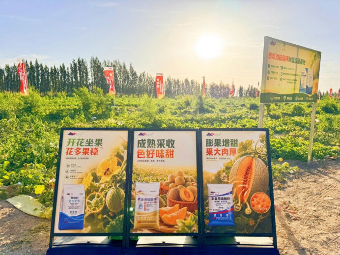 瓜香四溢 甜润八方！“罗布泊”优钾守护蜜瓜丰收，共赴甜蜜增收好时节插图1