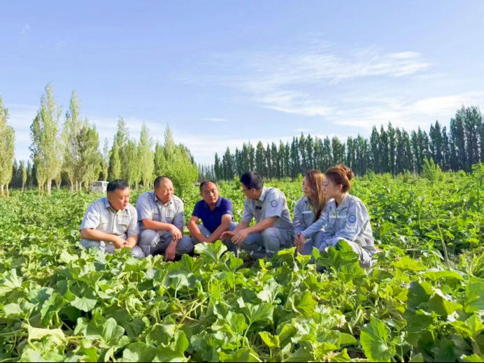 瓜香四溢 甜润八方！“罗布泊”优钾守护蜜瓜丰收，共赴甜蜜增收好时节插图2