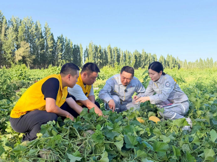 瓜香四溢 甜润八方！“罗布泊”优钾守护蜜瓜丰收，共赴甜蜜增收好时节插图3