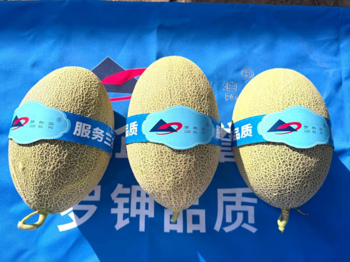 瓜香四溢 甜润八方！“罗布泊”优钾守护蜜瓜丰收，共赴甜蜜增收好时节插图5