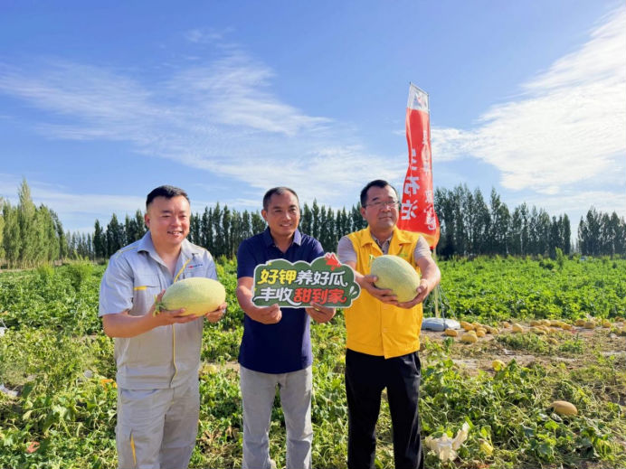 瓜香四溢 甜润八方！“罗布泊”优钾守护蜜瓜丰收，共赴甜蜜增收好时节插图6