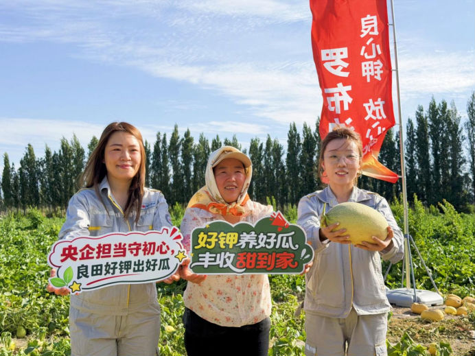 瓜香四溢 甜润八方！“罗布泊”优钾守护蜜瓜丰收，共赴甜蜜增收好时节插图7
