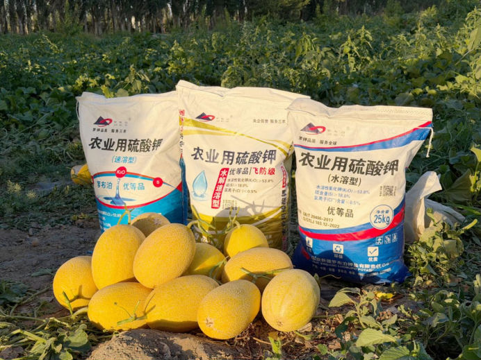 瓜香四溢 甜润八方！“罗布泊”优钾守护蜜瓜丰收，共赴甜蜜增收好时节插图8