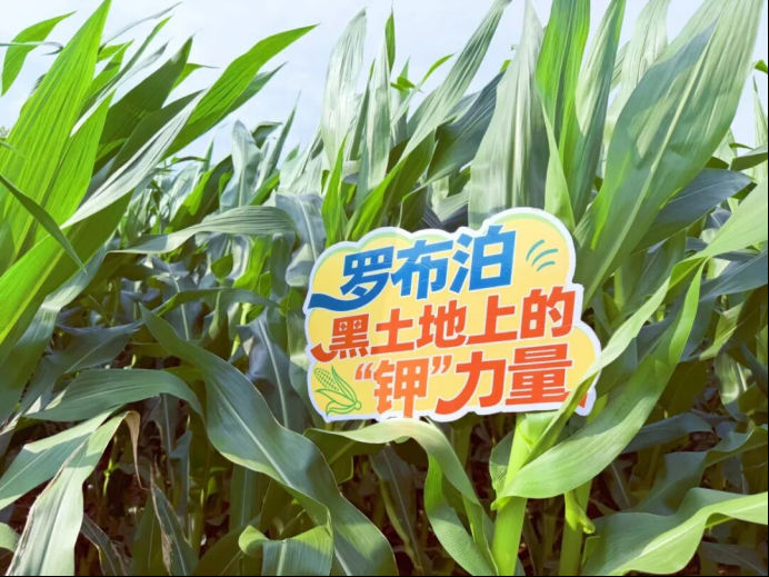 “罗布泊”系列产品助力通化市玉米稳产增收插图12